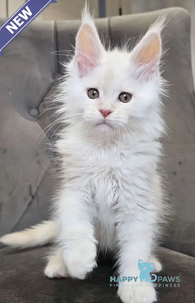 Mango Maine Coon male red silver tabby live animals