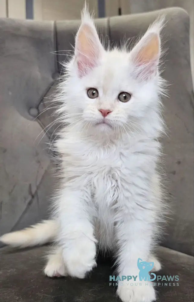 Mango Maine Coon male red silver tabby live animals
