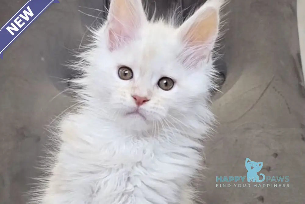 Mango Maine Coon male red silver tabby live animals