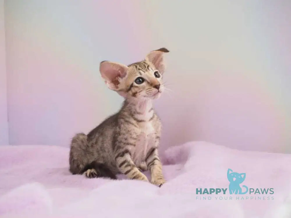 Mango Oriental Shorthair female chocolate spotted tabby live animals