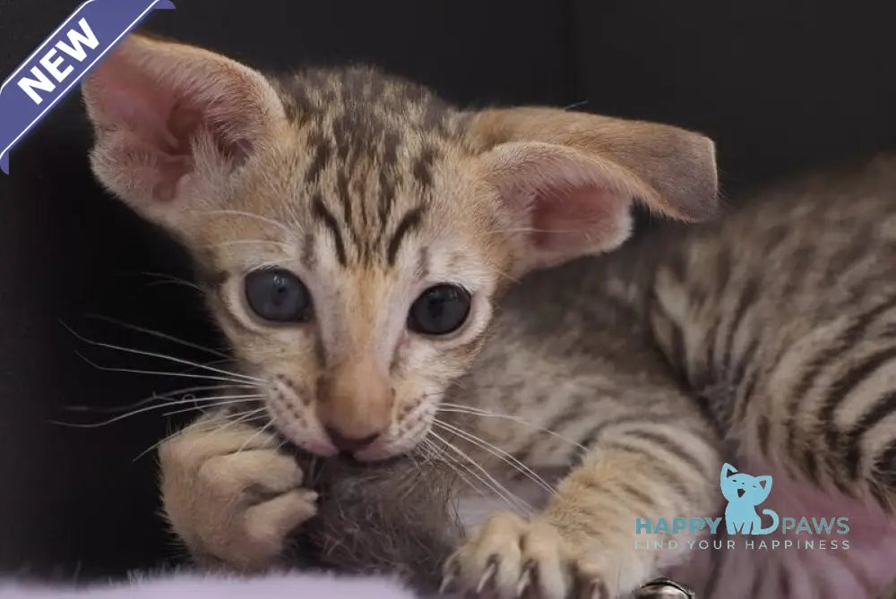 Mango Oriental Shorthair female chocolate spotted tabby live animals