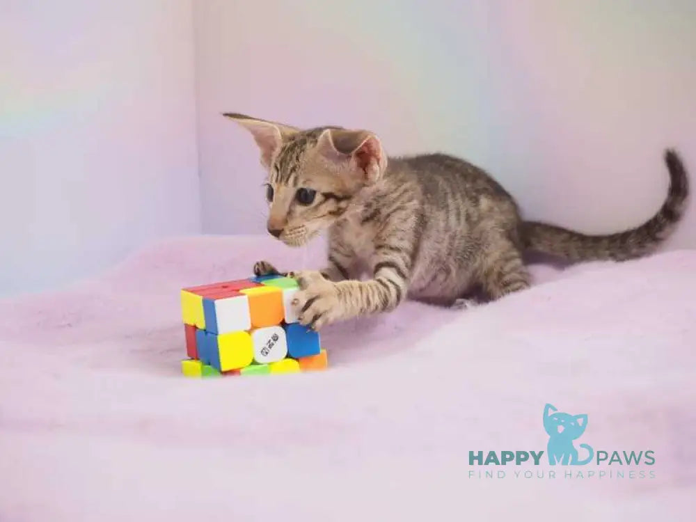 Mango Oriental Shorthair female chocolate spotted tabby live animals