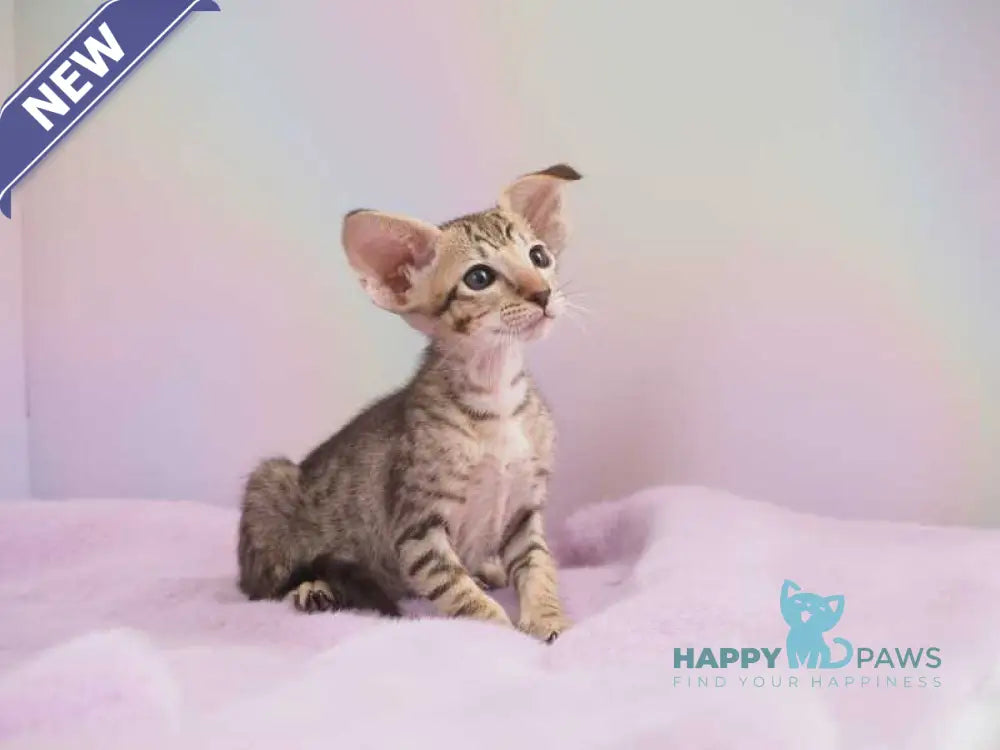 Mango Oriental Shorthair female chocolate spotted tabby live animals