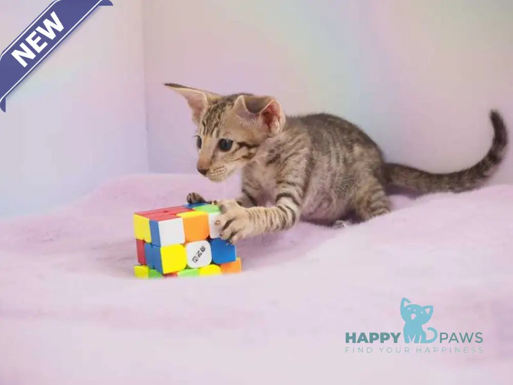 Mango Oriental Shorthair female chocolate spotted tabby live animals