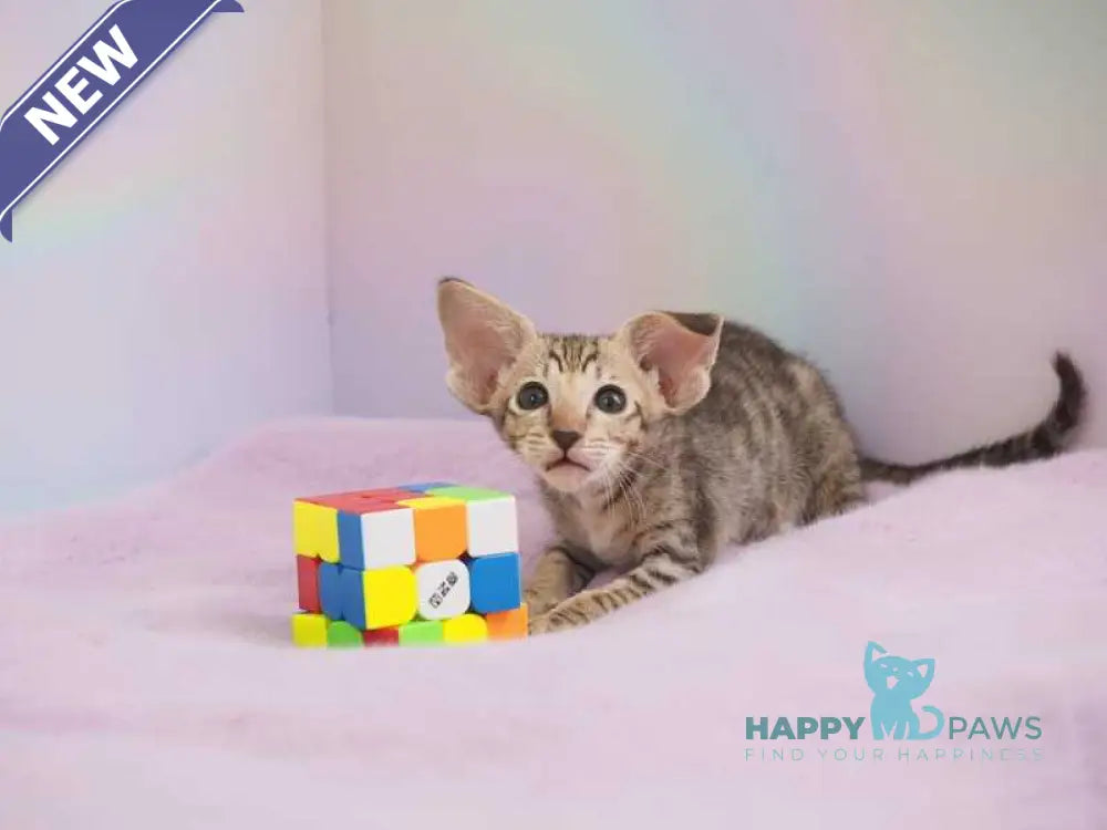 Mango Oriental Shorthair female chocolate spotted tabby live animals