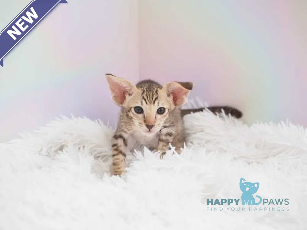 Mango Oriental Shorthair female chocolate spotted tabby live animals