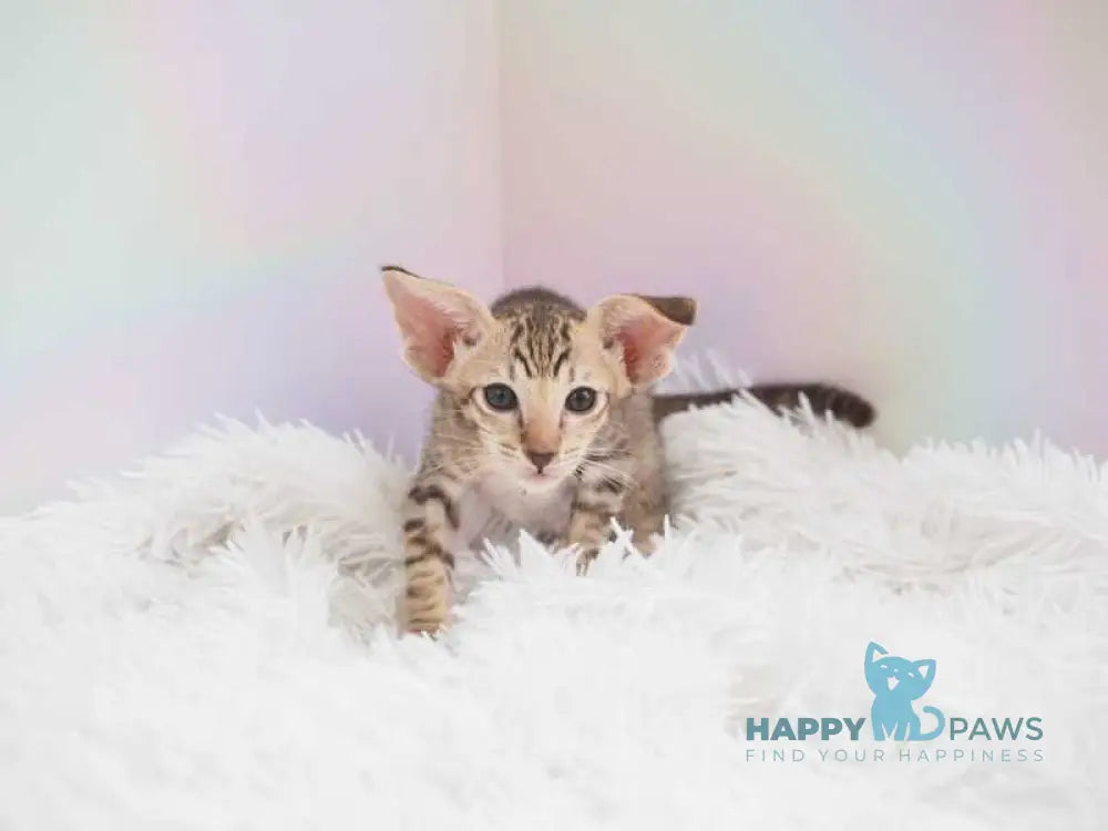 Mango Oriental Shorthair female chocolate spotted tabby live animals
