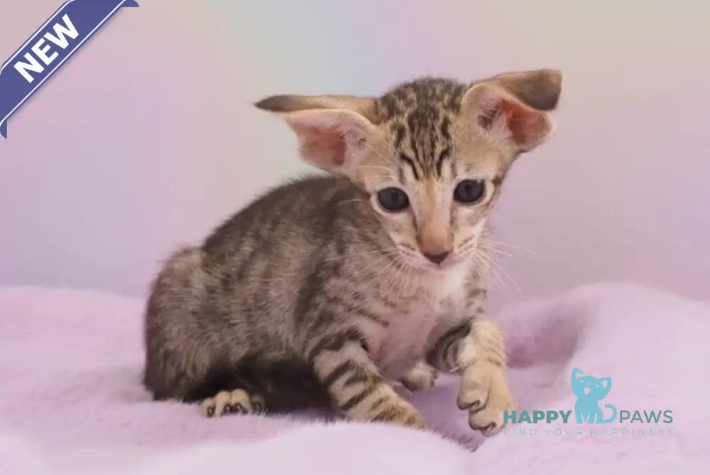Mango Oriental Shorthair female chocolate spotted tabby live animals