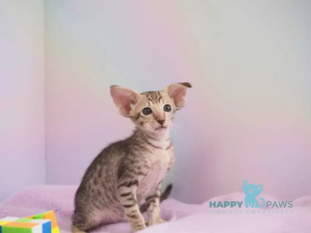 Mango Oriental Shorthair female chocolate spotted tabby live animals