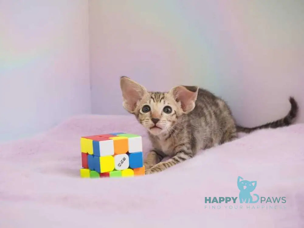 Mango Oriental Shorthair female chocolate spotted tabby live animals
