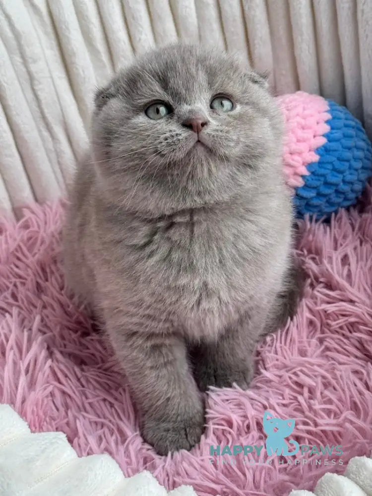Mango Scottish Fold Male Lilac Live Animals