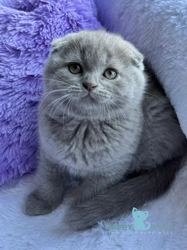 Mango Scottish Fold male lilac live animals