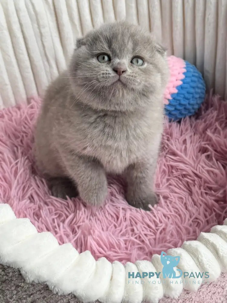 Mango Scottish Fold Male Lilac Live Animals