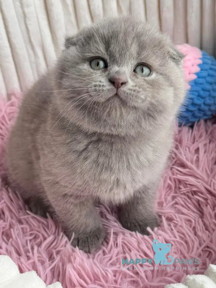 Mango Scottish Fold Male Lilac Live Animals