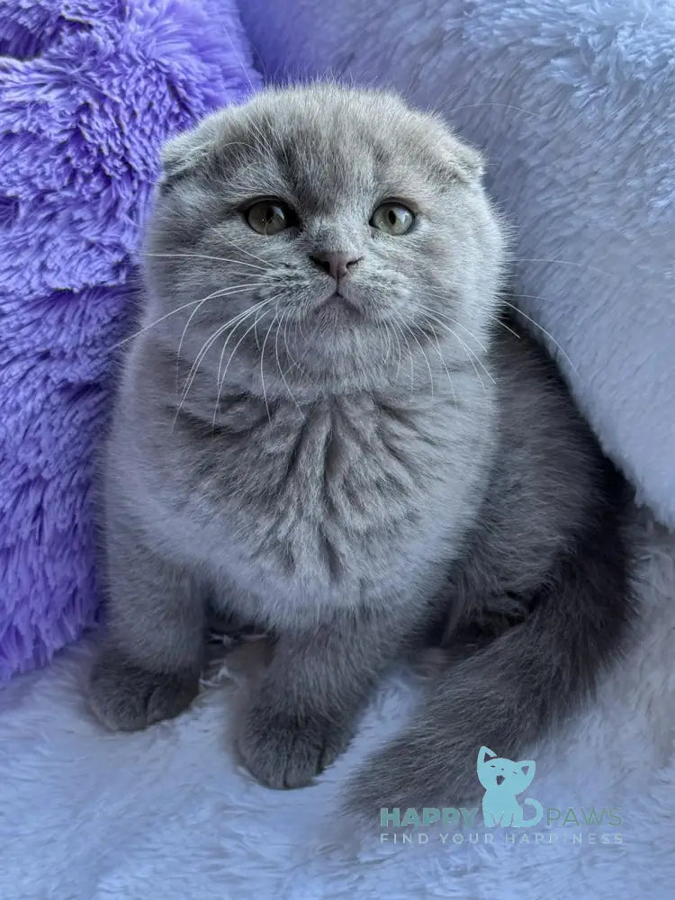 Mango Scottish Fold male lilac live animals