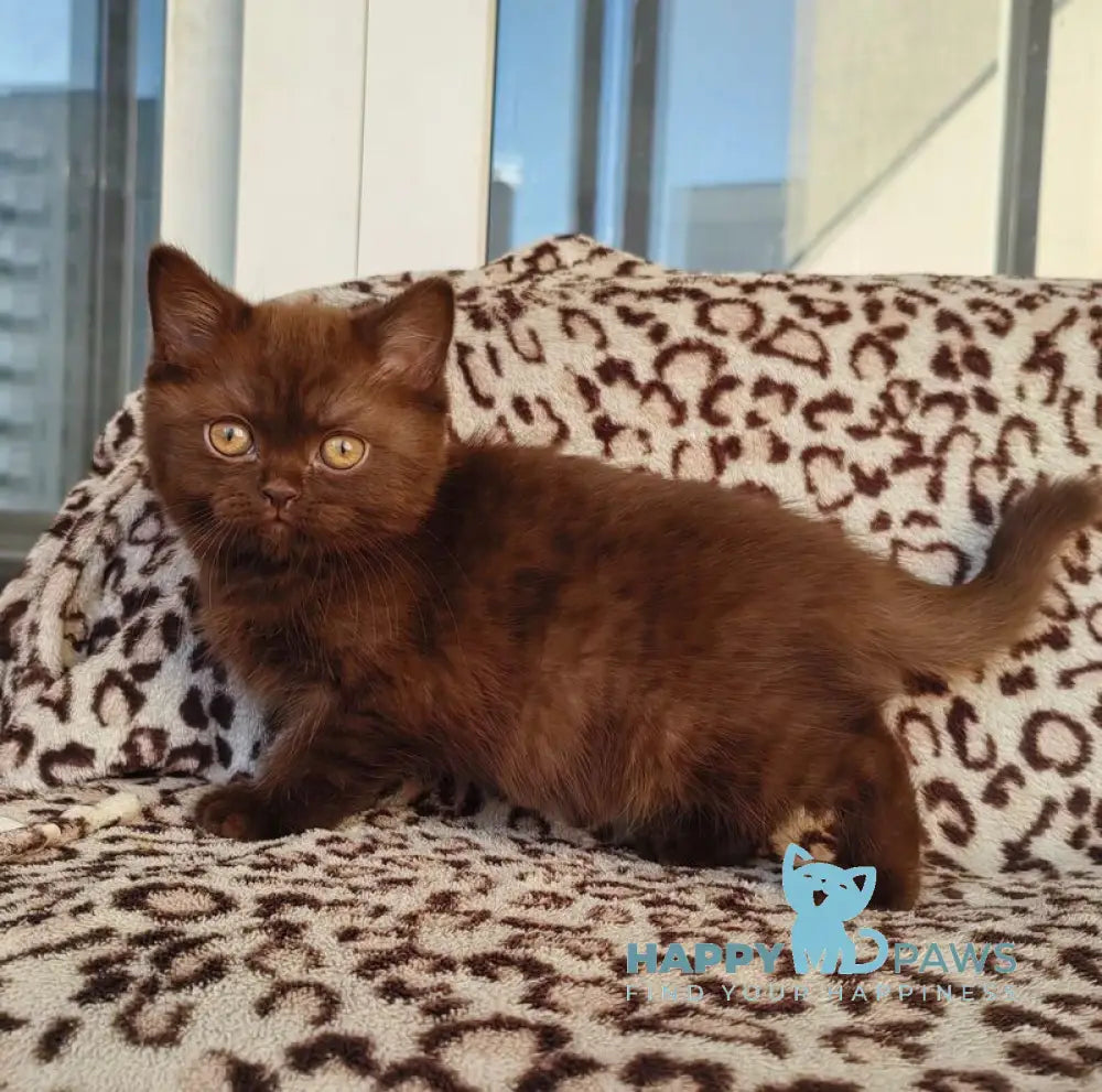 Mangus British Shorthair male chocolate live animals