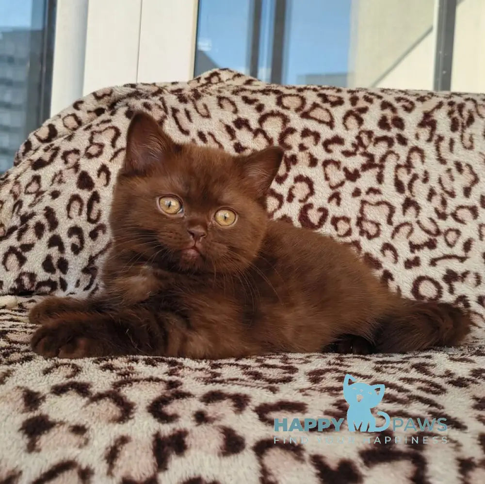 Mangus British Shorthair male chocolate live animals