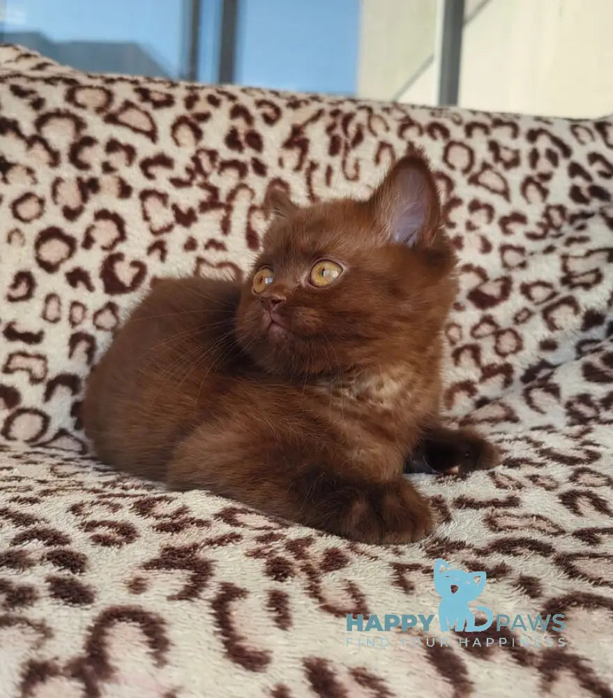 Mangus British Shorthair male chocolate live animals