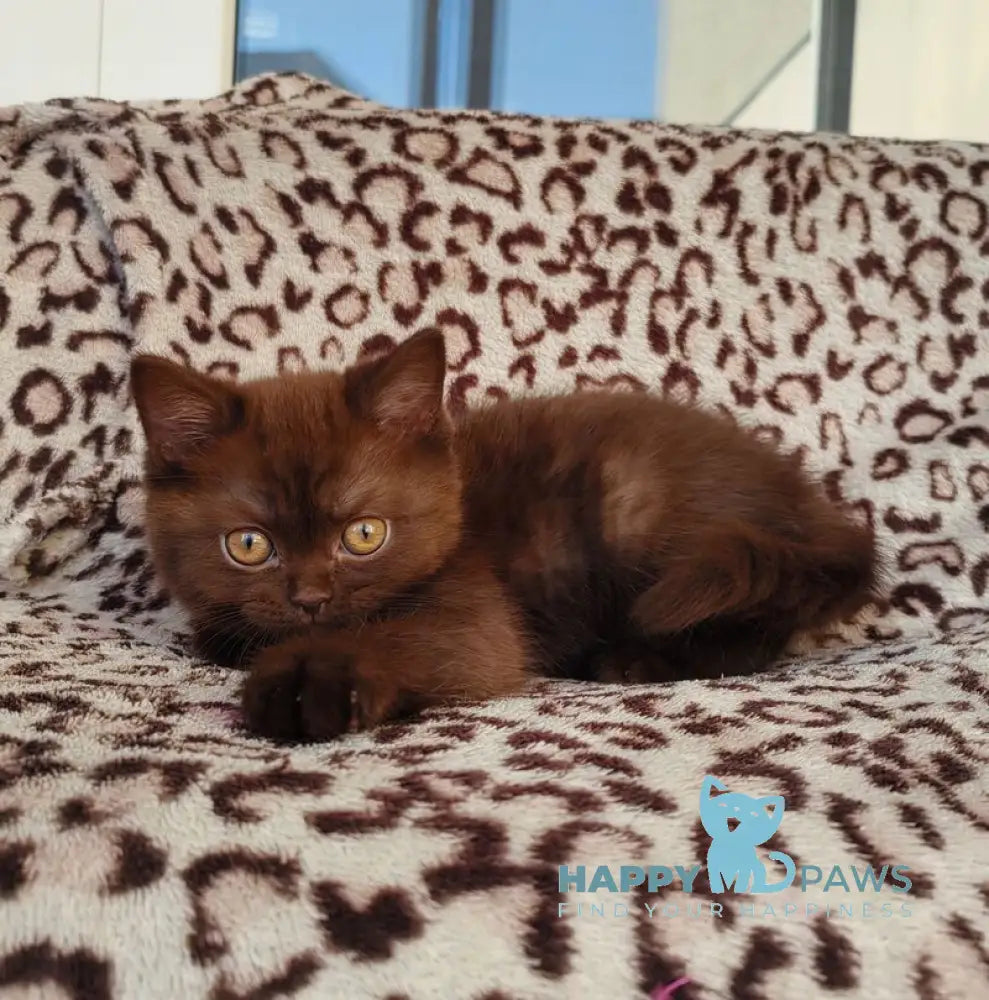 Mangus British Shorthair male chocolate live animals