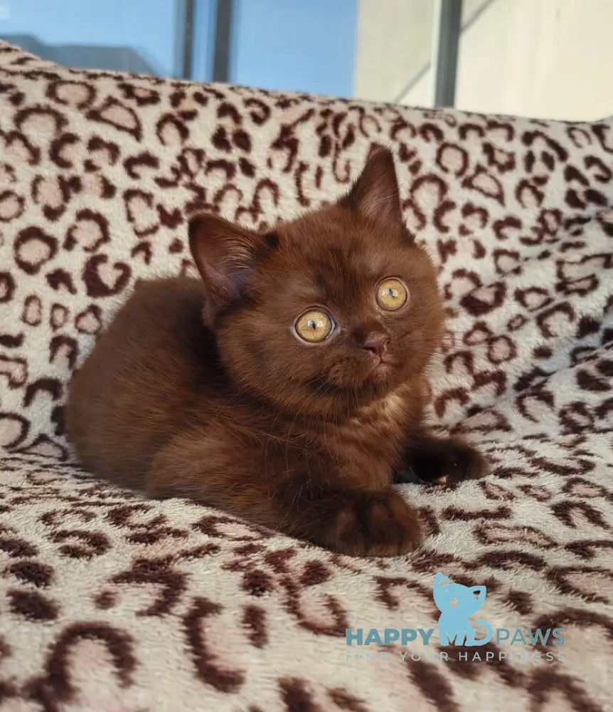 Mangus British Shorthair male chocolate live animals