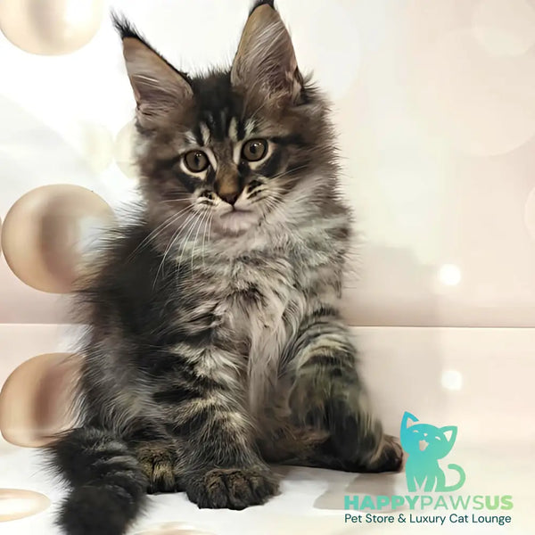 Manhattan Maine Coon polydactyl 6x6x6x6 male black tabby - live animals