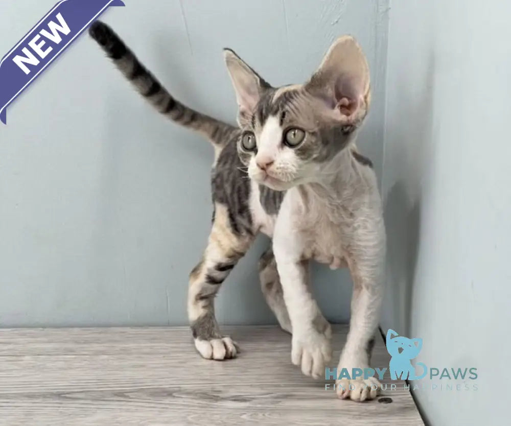 Manila Devon Rex female black tortie bicolour live animals
