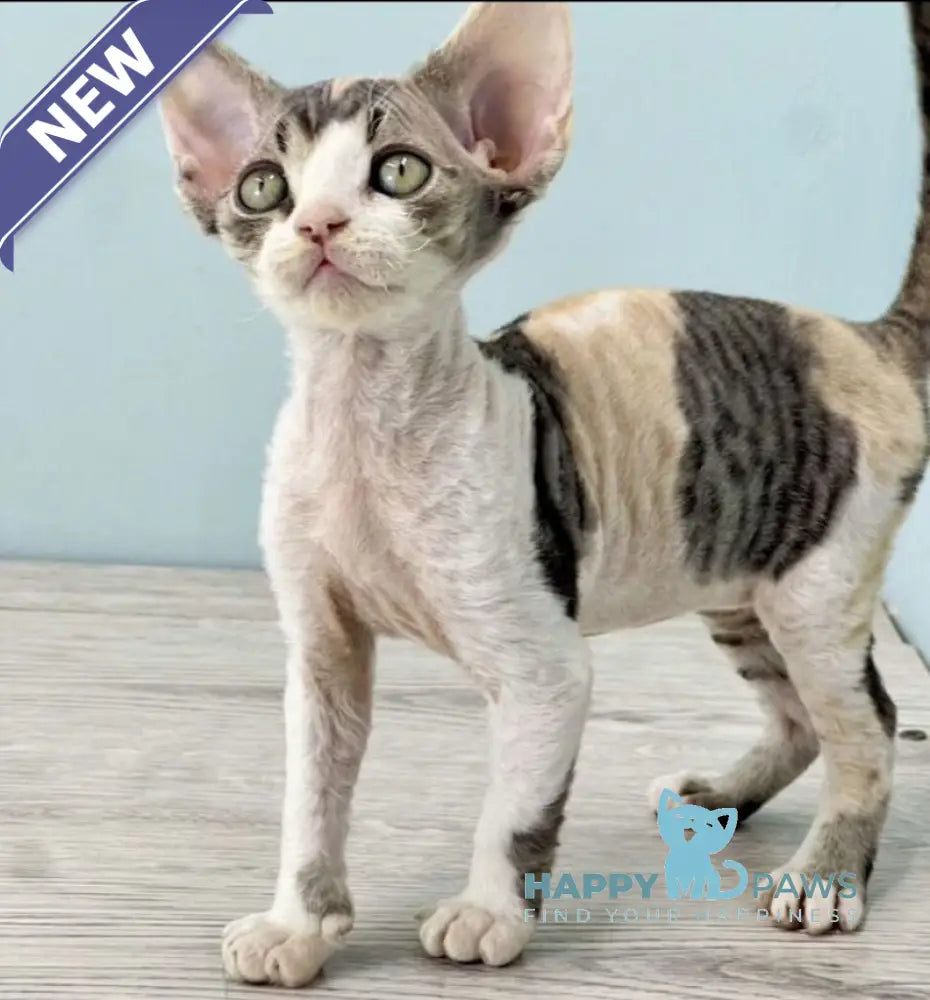Manila Devon Rex female black tortie bicolour live animals