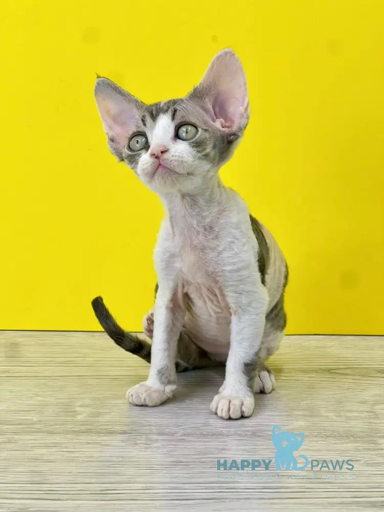 Manila Devon Rex female black tortie bicolour live animals