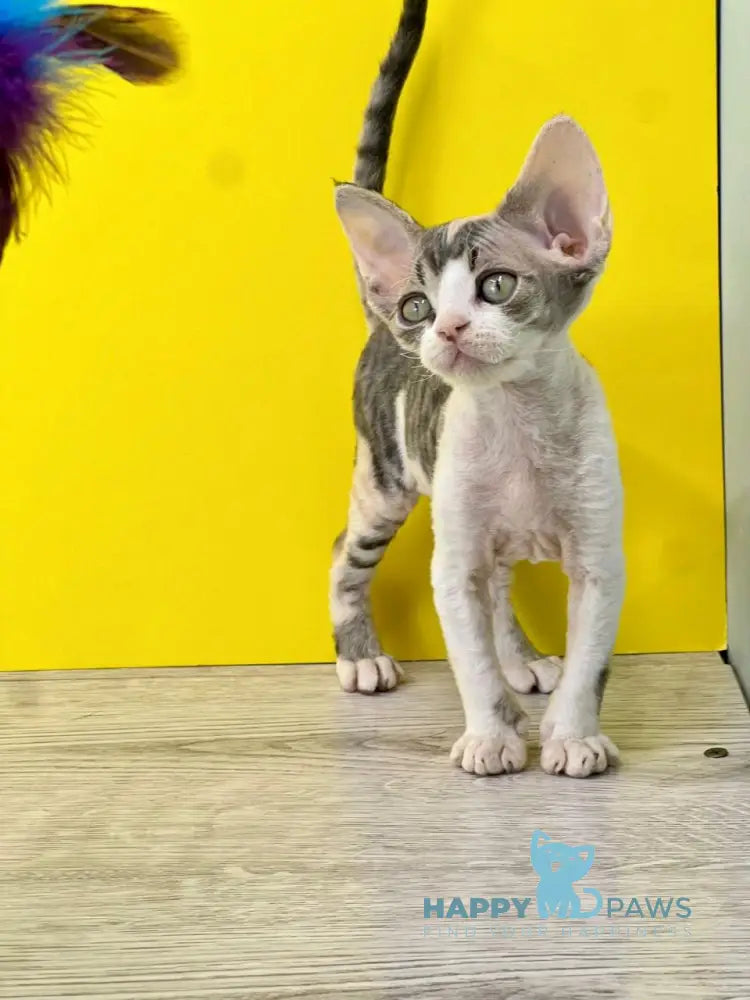 Manila Devon Rex female black tortie bicolour live animals