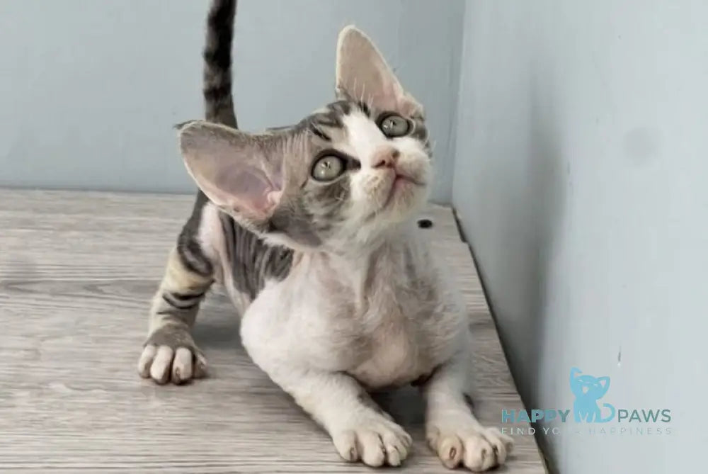 Manila Devon Rex female black tortie bicolour live animals