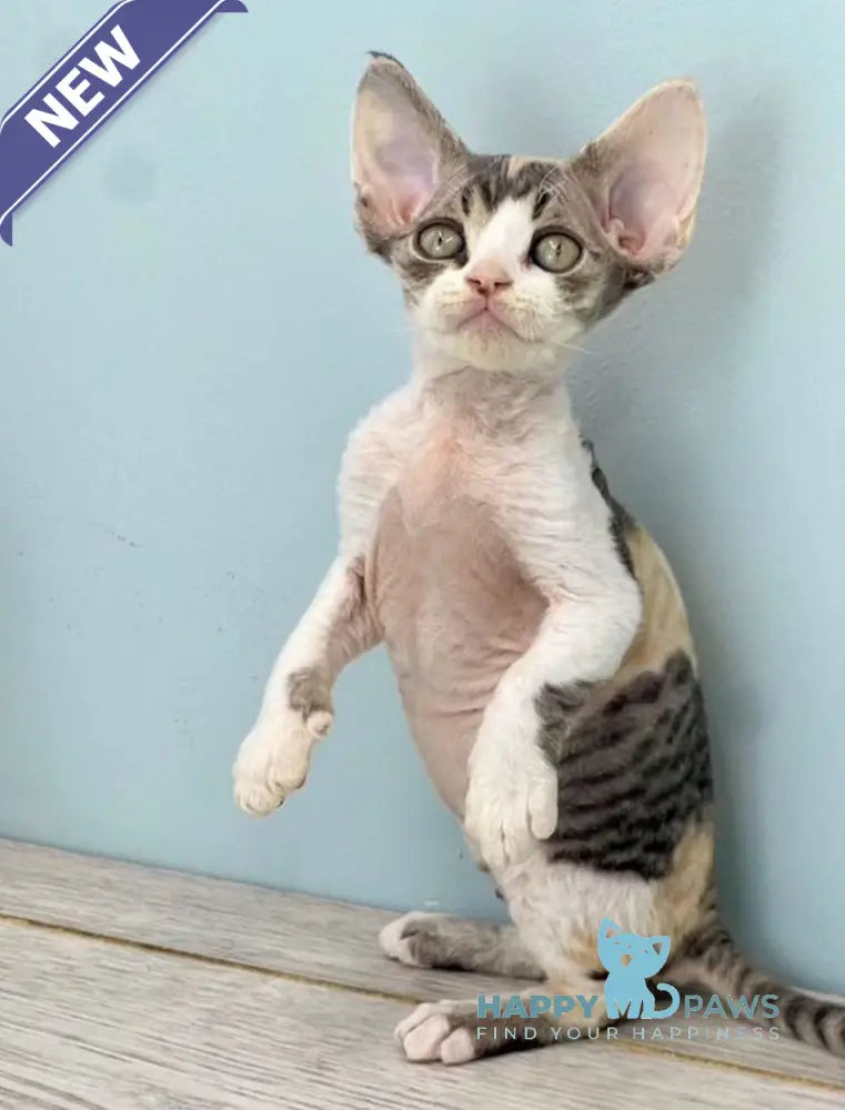 Manila Devon Rex female black tortie bicolour live animals