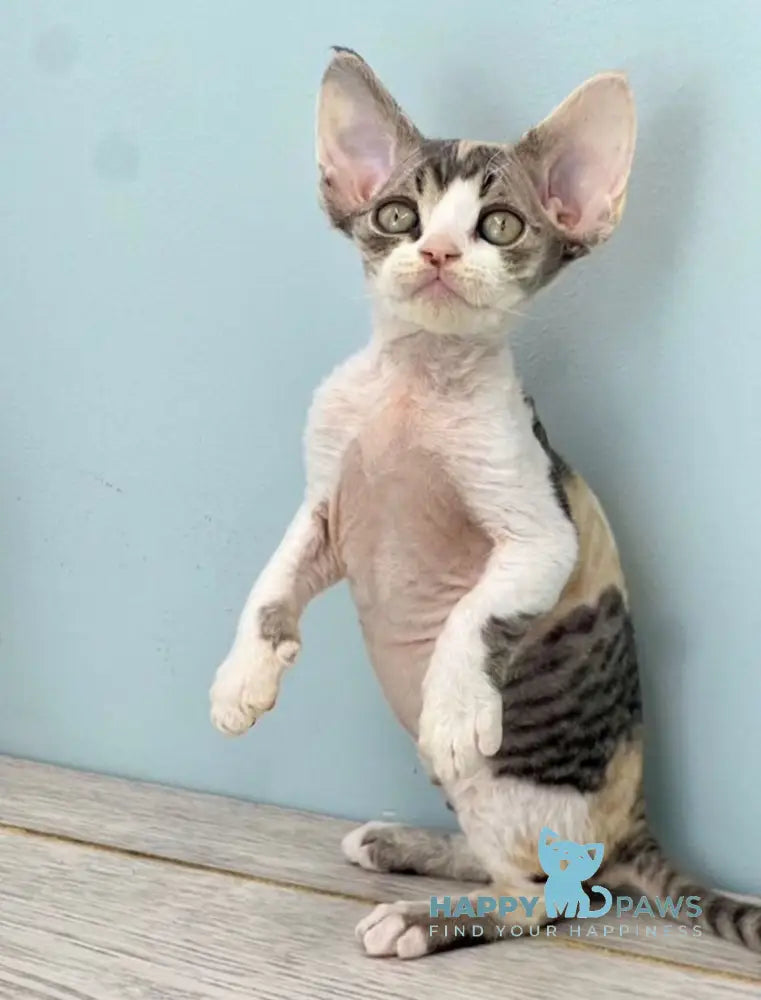Manila Devon Rex female black tortie bicolour live animals