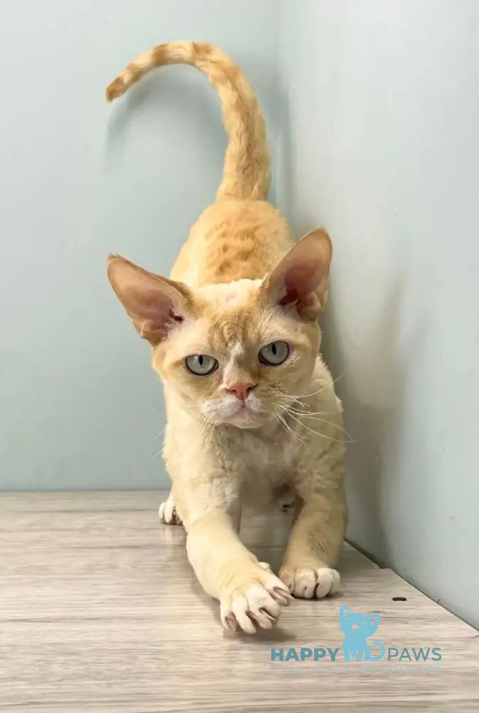 Manila Devon Rex female black tortie bicolour live animals