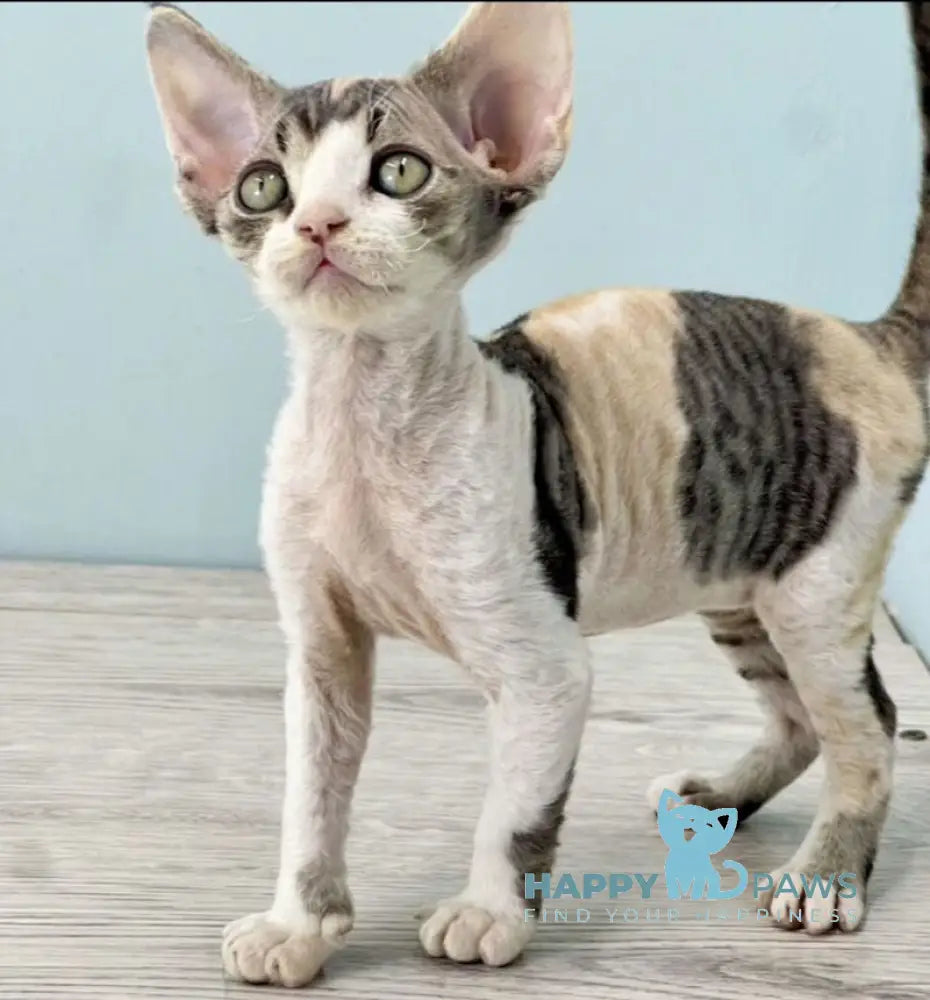 Manila Devon Rex female black tortie bicolour live animals