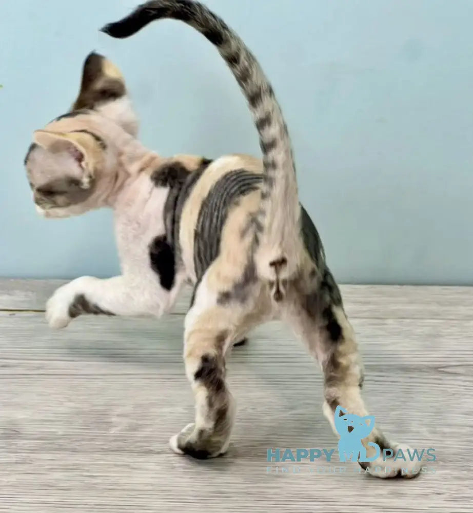 Manila Devon Rex female black tortie bicolour live animals