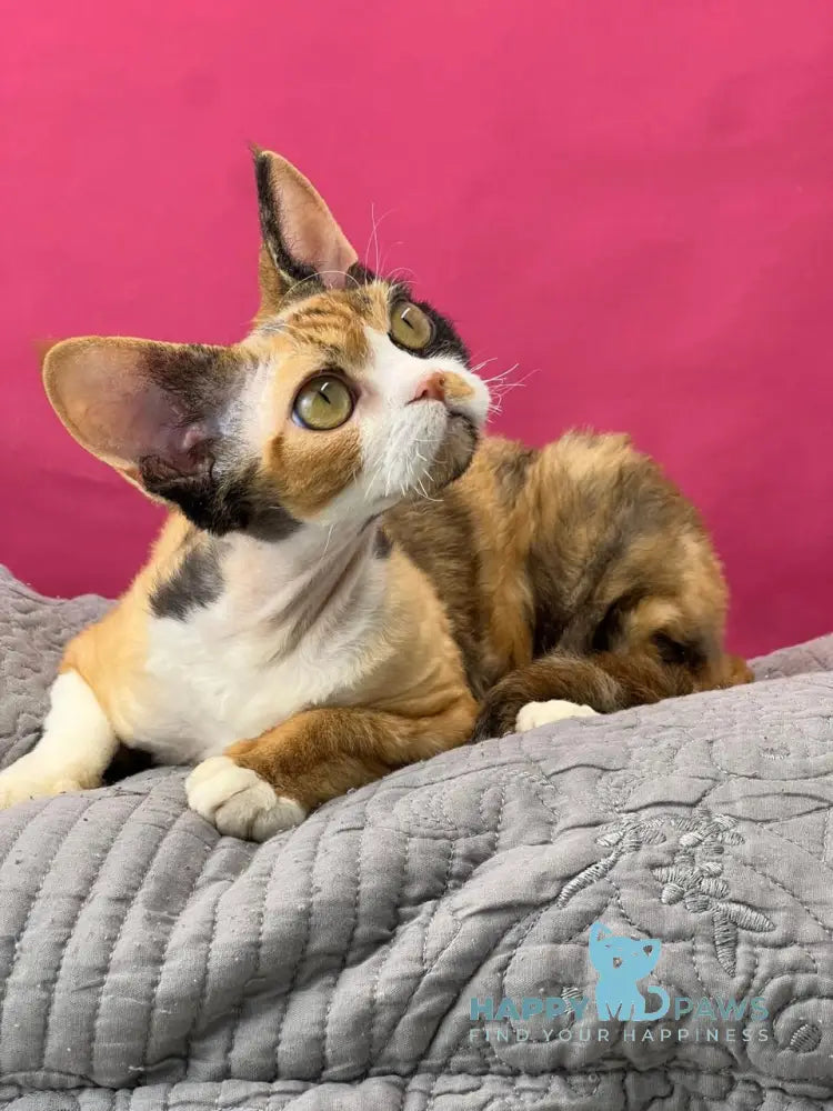 Manila Devon Rex female black tortie bicolour live animals
