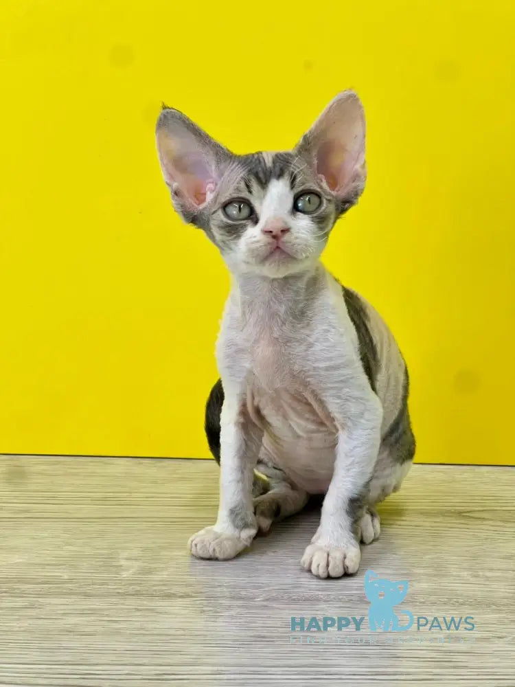 Manila Devon Rex female black tortie bicolour live animals