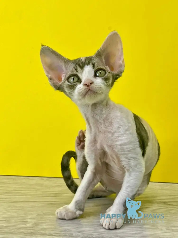 Manila Devon Rex female black tortie bicolour live animals
