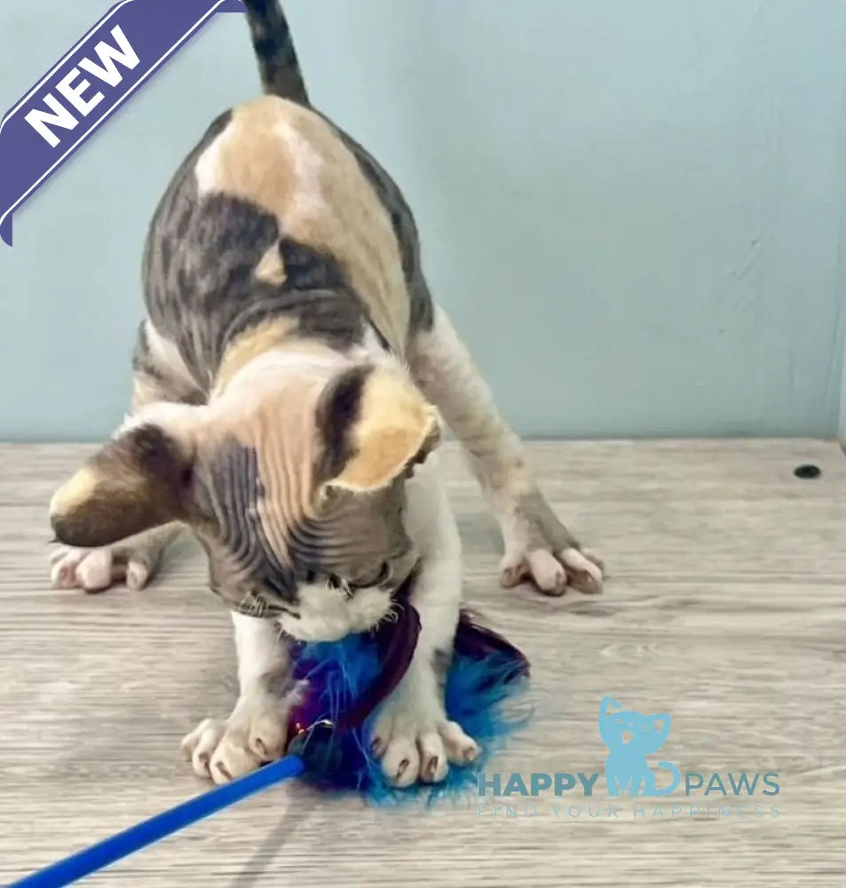 Manila Devon Rex female black tortie bicolour live animals