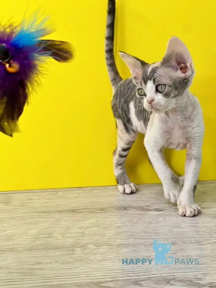 Manila Devon Rex female black tortie bicolour live animals