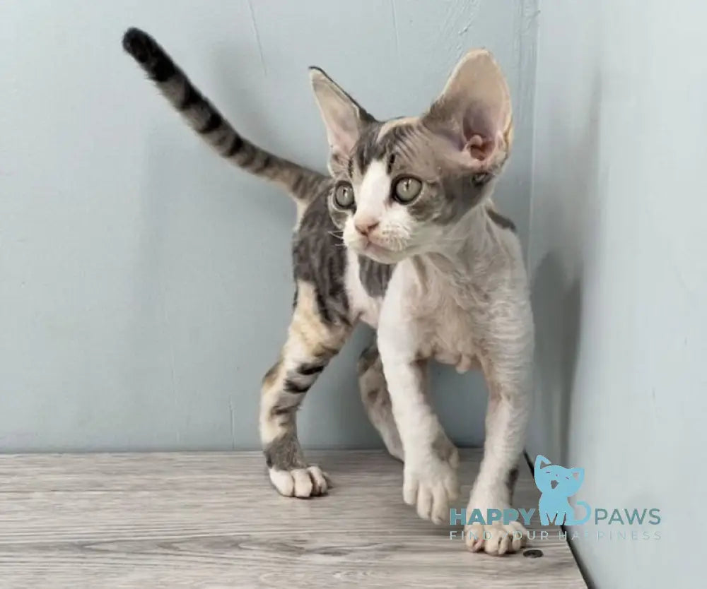 Manila Devon Rex female black tortie bicolour live animals