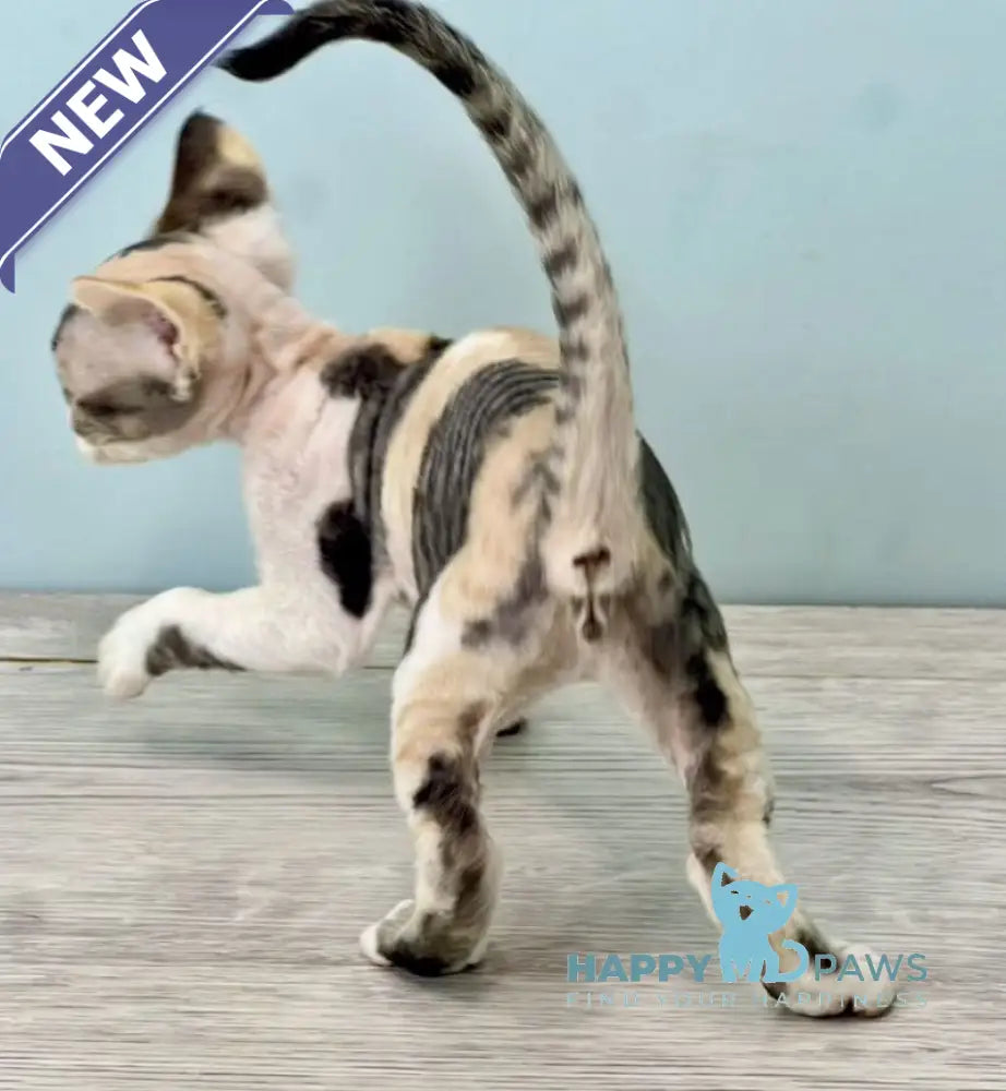 Manila Devon Rex female black tortie bicolour live animals