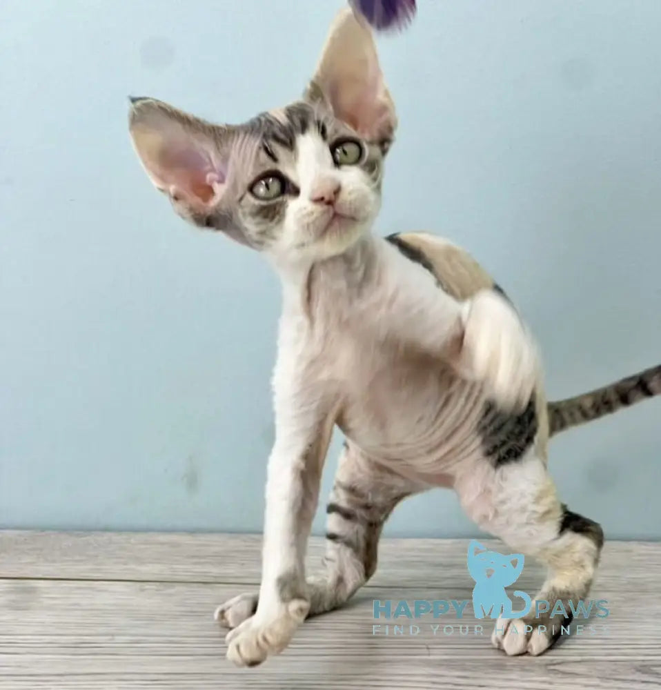Manila Devon Rex female black tortie bicolour live animals
