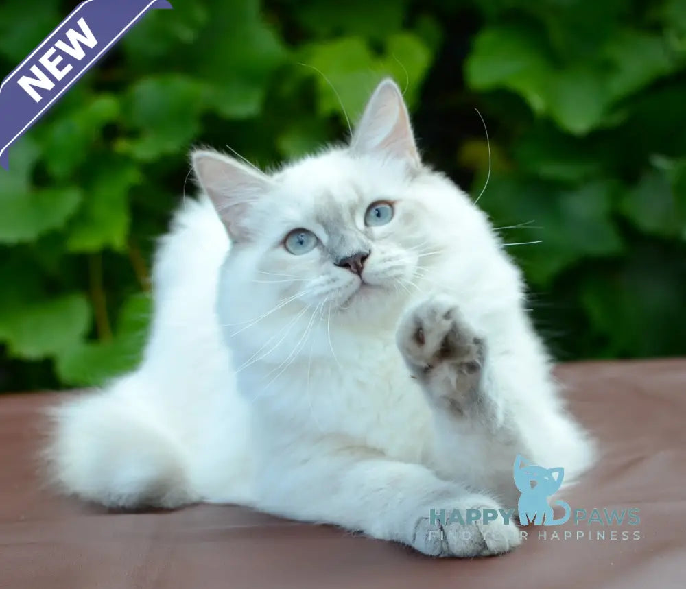Manila Persian female blue tortie tabby pointed live animals