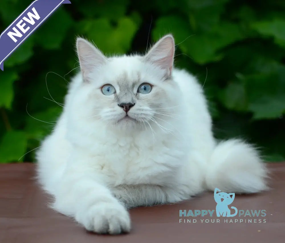 Manila Persian female blue tortie tabby pointed live animals