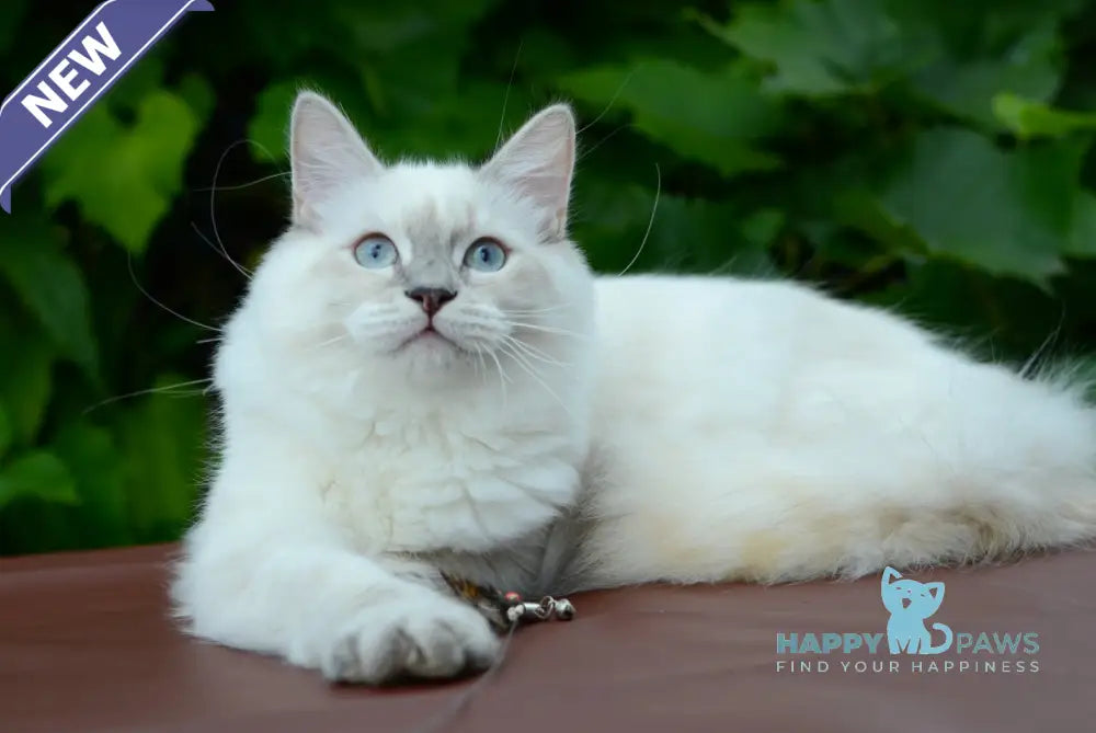 Manila Persian female blue tortie tabby pointed live animals