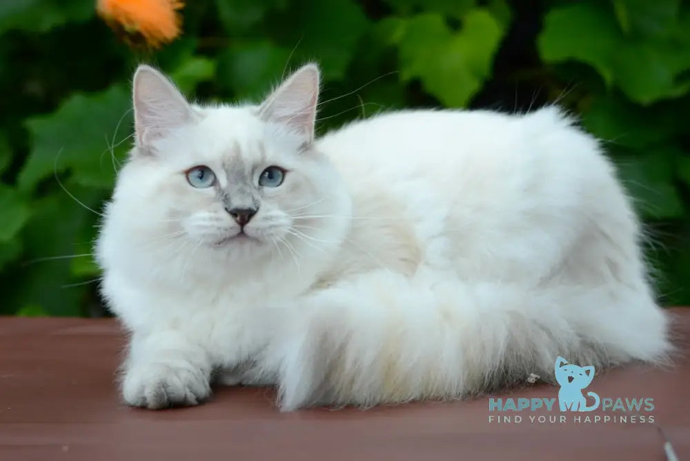 Manila Persian female blue tortie tabby pointed live animals