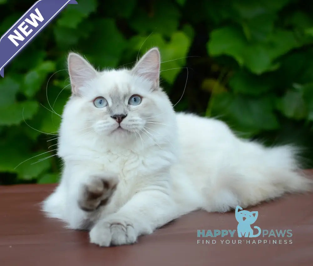 Manila Persian female blue tortie tabby pointed live animals