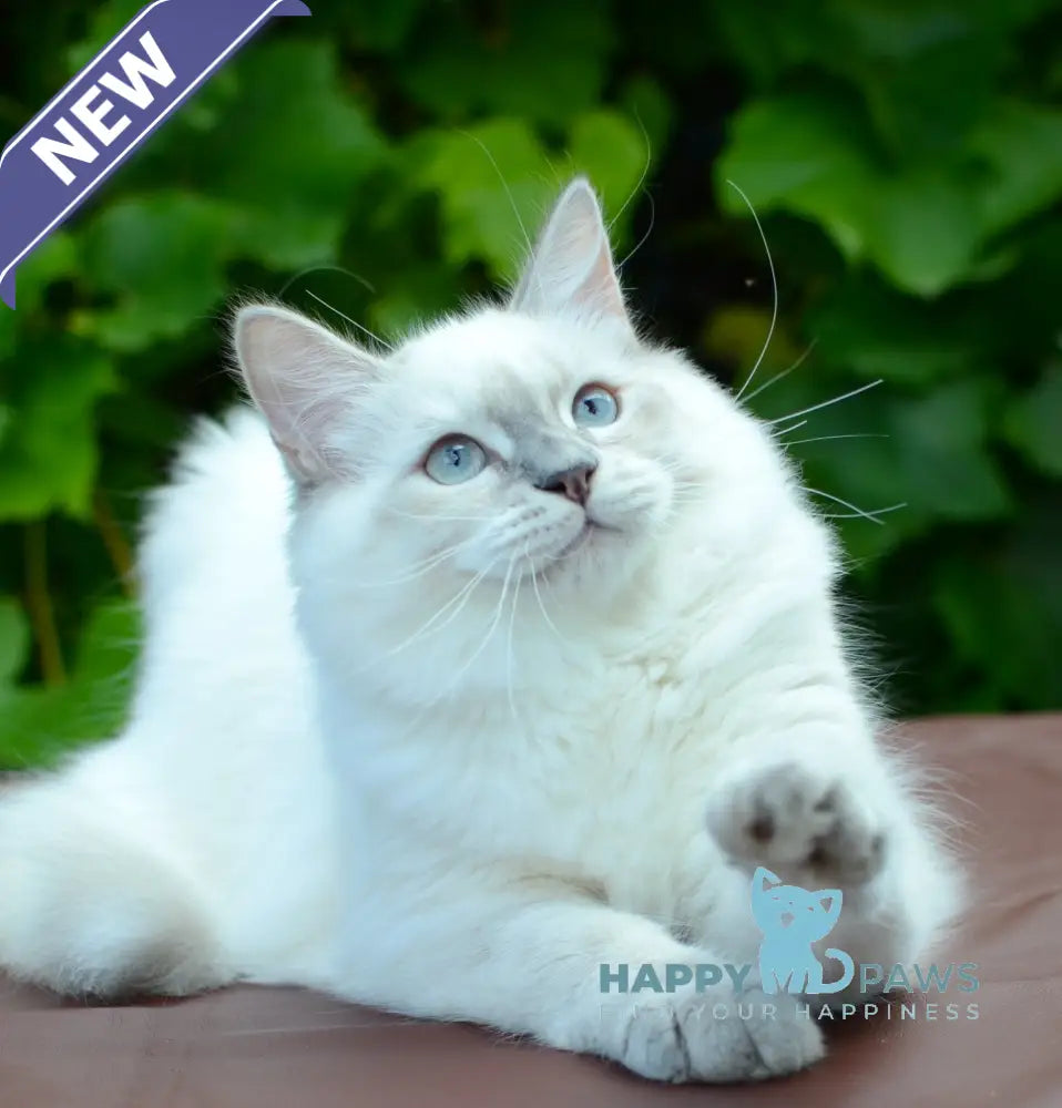 Manila Persian female blue tortie tabby pointed live animals