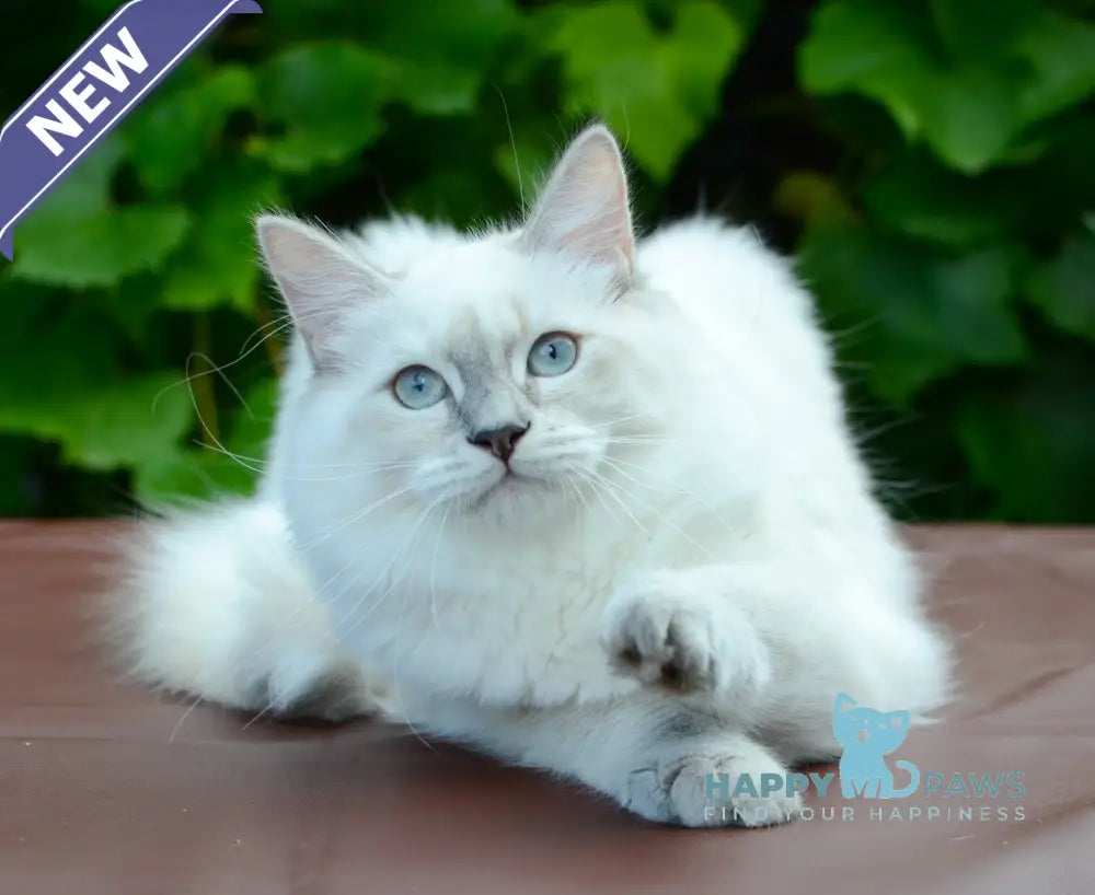 Manila Persian female blue tortie tabby pointed live animals